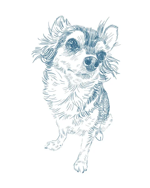 Adorable Chihuahua Pies Posiedzeniu Pozować Cienia Białym Tle Illustraton Wektor — Wektor stockowy