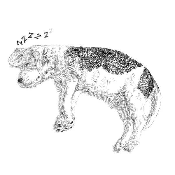 Dibujo Adorable Beagle Durmiendo Sobre Fondo Blanco Ilustración Vectorial — Archivo Imágenes Vectoriales