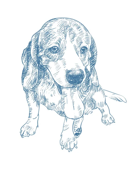 Σχέδιο Του Αξιολάτρευτο Beagle Κολλήσει Έξω Γλώσσα Κάθεται Στο Πάτωμα — Διανυσματικό Αρχείο