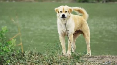 Havlayan bir yabancının yanında tasmalı bekçi köpeği.