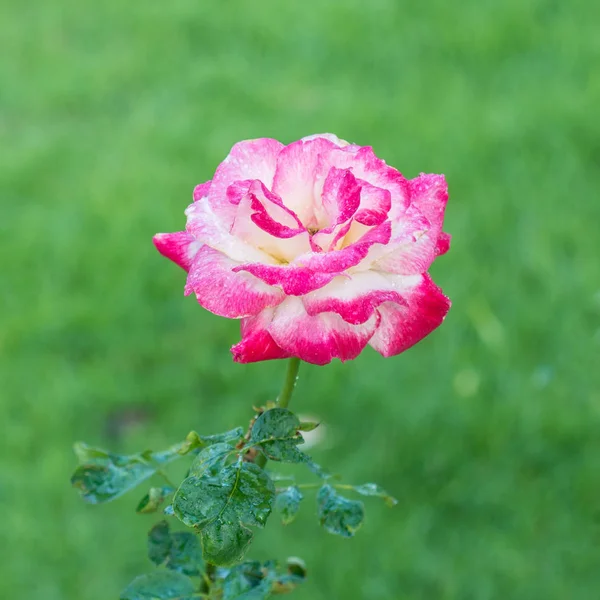 Rose Różowy Zbliżenie Tle Zielonym Podwórku — Zdjęcie stockowe
