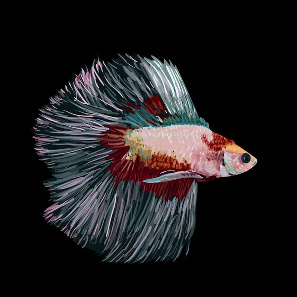 Betta Splendens Сиамская Боевая Рыба Чёрном Фоне Векторная Иллюстрация — стоковый вектор