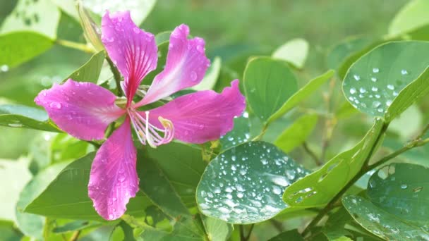 Closeup Árvore Orquídea Roxa Bauhinia Flor Com Gota Chuva — Vídeo de Stock