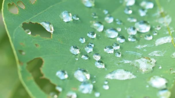 Одяг Краплі Води Зеленому Листі Баухінії — стокове відео