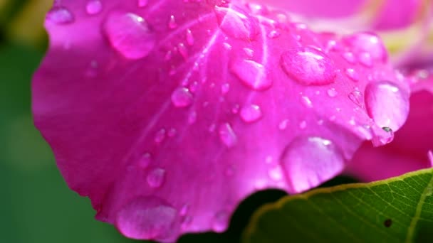 Закройте Фиолетовую Орхидею Цветок Баухинии Каплей Дождя — стоковое видео