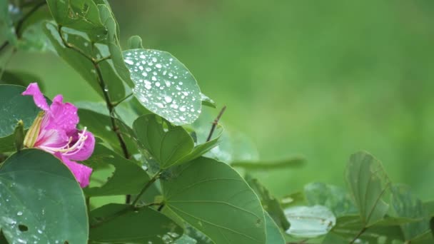 Κοντινό Πλάνο Μωβ Ορχιδέα Δέντρο Bauhinia Λουλούδι Σταγόνα Από Βροχή — Αρχείο Βίντεο
