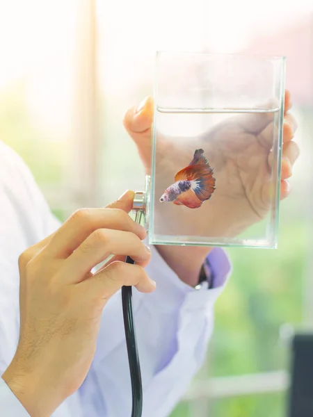 Closeup Veterinarian Hand Use Stethoscope Diagnose Betta Fish Glass Tank — Stock Photo, Image