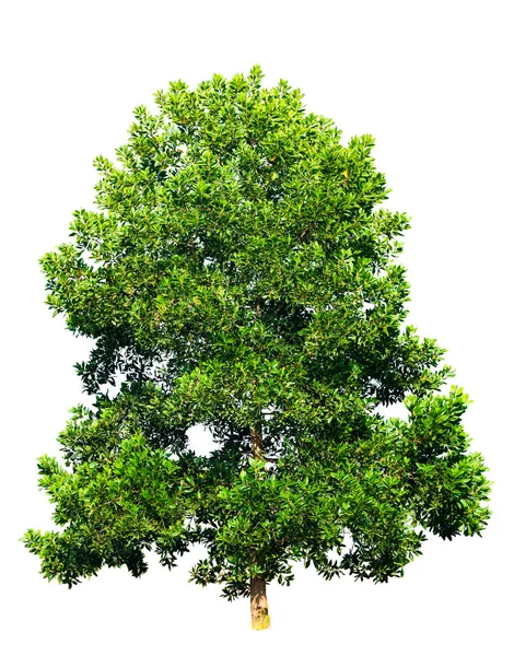 Big Green Tree Isolated White Background Clipping Path — Stock Photo, Image