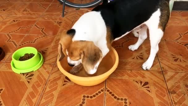 Adorável Beagle Cão Jogando Água Tigela Plástico Enquanto Jack Russell — Vídeo de Stock
