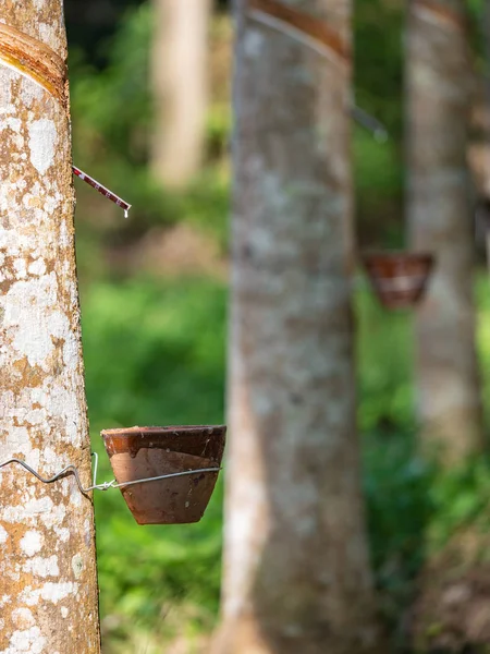 Rubber Plantation While Milky Latex Extracted Rubber Tree Dropping Ceramic — Stock Photo, Image