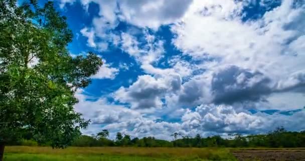 Passando Nube Con Cielo Azzurro Vivido Sopra Albero Campo Mattina — Video Stock