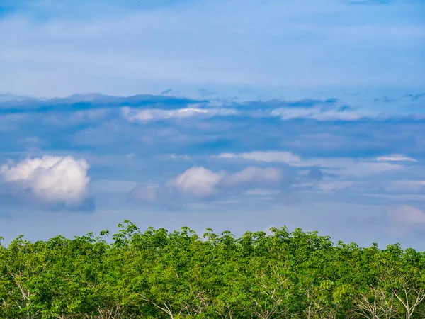 Levendige Blauwe Hemel Met Cloud Groene Blad Van Rubberboom — Stockfoto