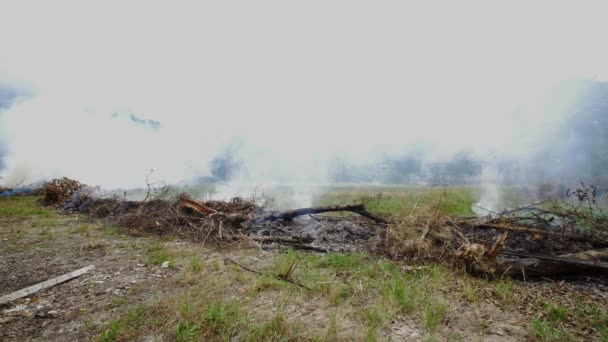 Brûler Herbe Sèche Les Piles Avec Fumée Blanche Sur Champ — Video