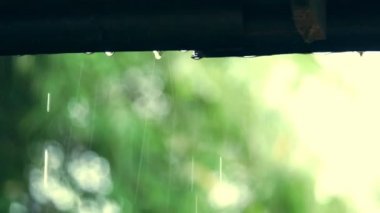 Damlayan yağmur ve su damlaları çatıdan yeşil yaprak ve ışık saçar.