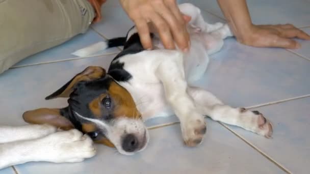 Jack Russell Terrier Ligger Golvet Nära Ägaren Leker Med Sin — Stockvideo