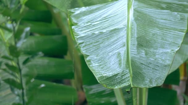 Caída Lluvia Cierre Sobre Hoja Verde Del Plátano Jardín — Vídeos de Stock