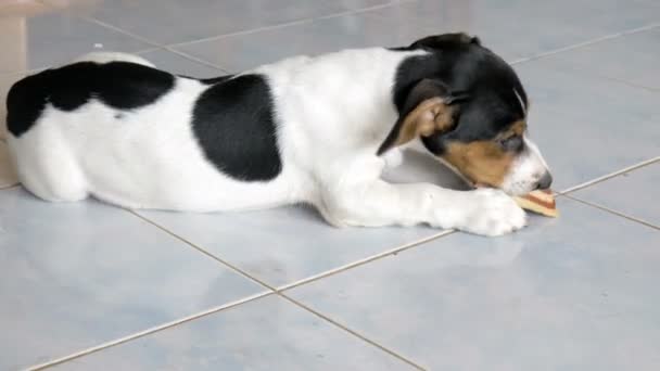 Estimado Jack Russell Terrible Perro Acostado Suelo Comiendo Bocadillos Mano — Vídeo de stock