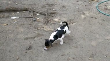 Sevimli Jack Russell terrier ang beagle dog yerde birlikte oynuyor,