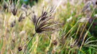 Bahçede bokeh arkaplan ile şişmiş parmak çimenleri