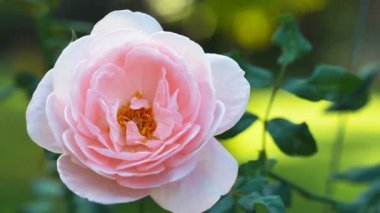 Bahçesinde bulunan yeşil renkli bokeh portre pembe gül