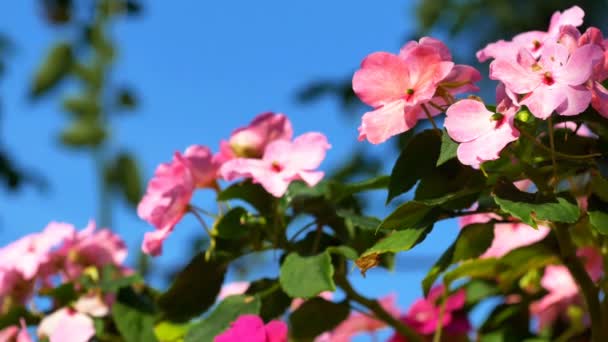 Closeup Impatiens Flowers Hanging Pot Blue Sky Background — Stock Video
