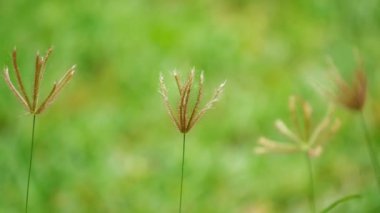 Bahçede bokeh arkaplan ile şişmiş parmak çimenleri
