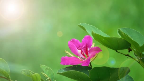 Bauhinia Purpurea Orchidee Boom Bloem Groen Blad Met Lichtflare Bokeh — Stockvideo