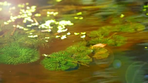 Cerrar Rifa Agua Con Color Verde Amarillo Harina Luz Con — Vídeo de stock