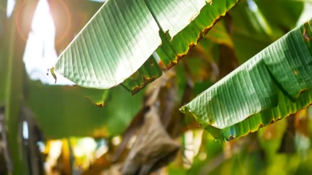 庭に光のフレアを持つバナナの葉 — ストック動画