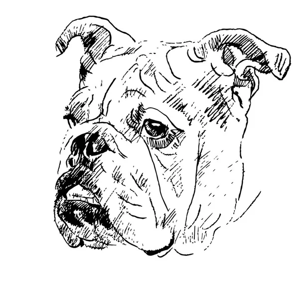 Desenho Mão Esboço Cabeça Buldogue Inglês Fundo Branco — Vetor de Stock