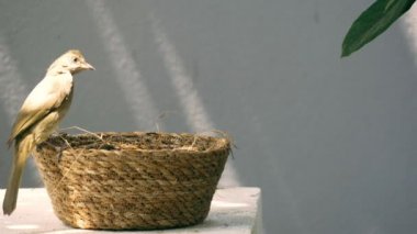 Daha az kahverengi bir bülbül yavrusunu dokuma sepetinde beslemeye çalışıyor..