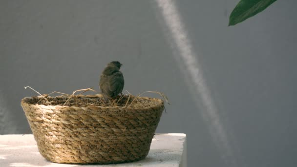 Güvercin Daha Kahverengi Bir Bulbul Örgü Sepetinin Kenarında Uçmaya Çalışırken — Stok video