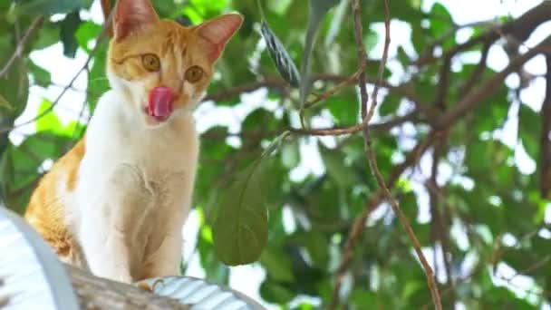 Adorabile Gatto Sul Tetto Sotto Albero Jackfruit Tempo Relax — Video Stock