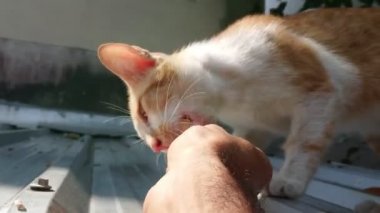 Erkek eli tavukları çatıdaki sevimli kedileri beslemek için verir..