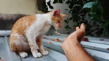 Erkek eli tavukları çatıdaki sevimli kedileri beslemek için verir..