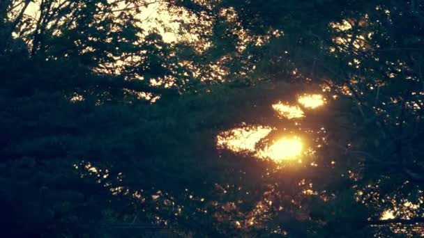 Slunce Západu Slunce Zeleným Listem Velkého Stromu Večer — Stock video