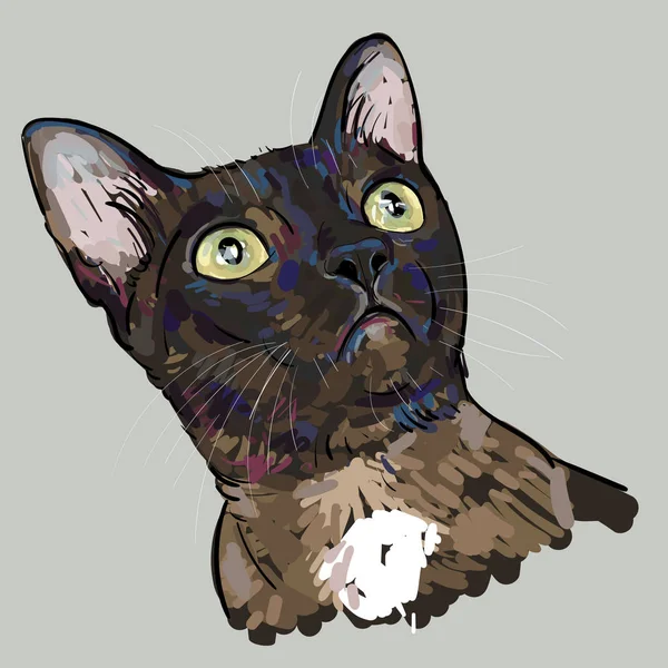 Desenho retrato de gato está olhando para cima . — Vetor de Stock