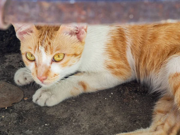 可爱的小猫躺在水箱下. — 图库照片