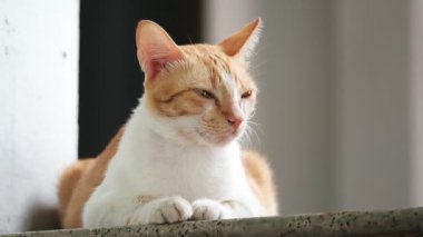 Yalan söyleyen kızıl kediyi kapat, rahatlama zamanı.