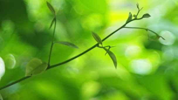 Puha Fókusz Zöld Levél Mászás Ylang Ylang Bokeh Defocus Háttér — Stock videók