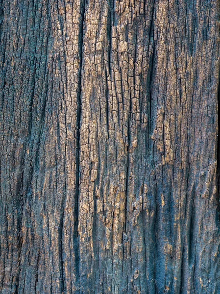 Closeup dried texture of dark brown bark. — Stock Photo, Image