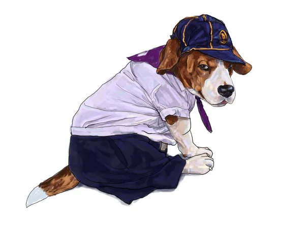 Beagle köpek giyim öğrenci üniforması. — Stok fotoğraf