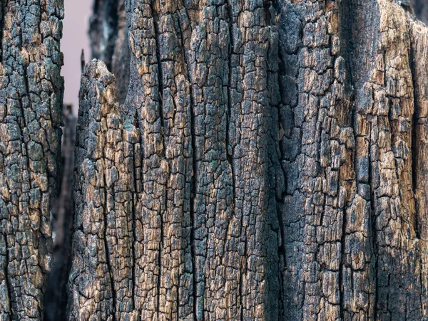 Texture séchée en gros plan de l'écorce brun foncé . — Photo