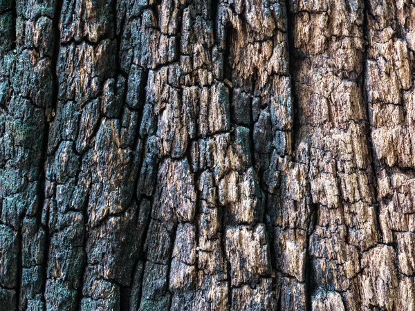 Closeup dried texture of dark brown bark. — Stock Photo, Image