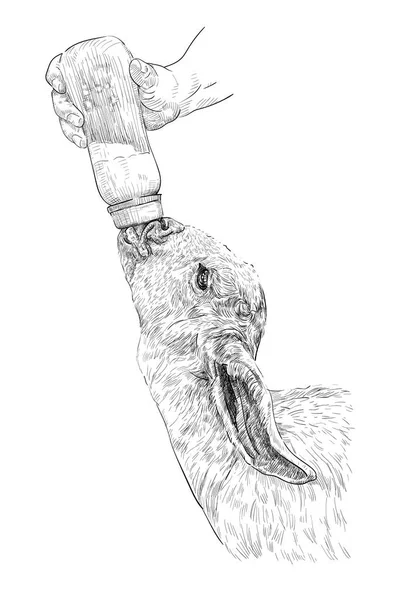 Desenho preto e branco da mão humana que alimenta a cabra do bebê com mil —  Vetores de Stock