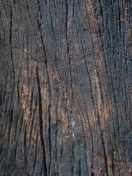 Closeup dried texture of dark brown bark. — Stock Photo, Image