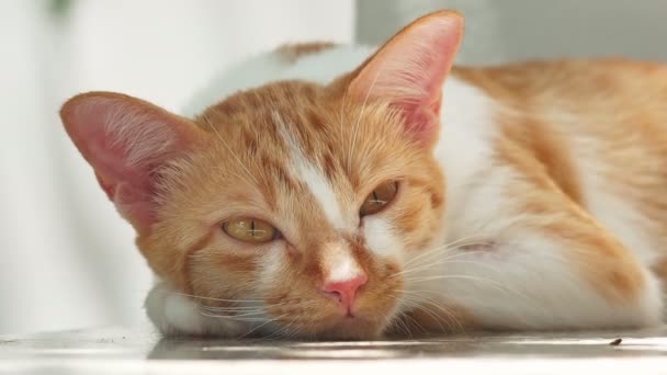 Detailní Rozkošný Zázvor Kočka Ležící Podlaze — Stock video