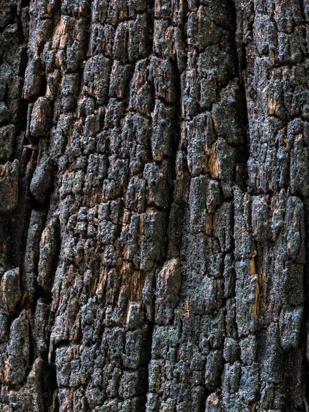 Nahaufnahme getrocknete Textur aus dunkelbrauner Rinde. — Stockfoto