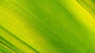 Güneş ışığı geçerken, parlak yeşil palmiye yaprağı.