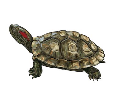 Beyaz arkaplanda izole edilmiş kırmızı kulaklı Kaypak (Trachemys scripta elegans) kaplumbağa çizimi, vektör illüstrasyonu.